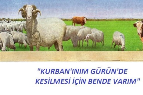 KURBANLARIMIZ  GÜRÜN'E...